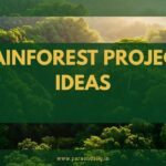 Rainforest Project Ideas
